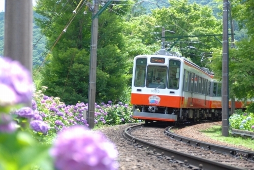大好きな紫陽花を見に、この季節、紫陽花が沿線に咲くことから「あじさい電車」と呼ばれる箱根登山電車に乗ってきました!