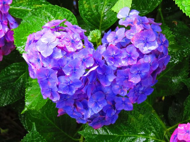 【日本一の朝食】ホテルピエナ神戸（神戸市）<br /><br />【関西一の紫陽花】三室戸寺（宇治市）<br /><br />【外国人に人気の観光地第一位】伏見稲荷大社（京都市）