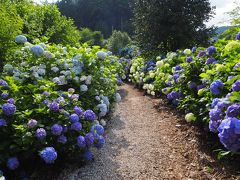 杉林の中にある紫陽花の花畑～南沢あじさい山☆彡