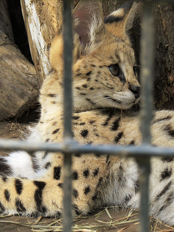 ４月３日生まれのサーバルキャットの４つ子ちゃんに会いたくて再訪。<br />成長が早いので、すでに中高生くらいの感じ。<br />もう少しもこもこしている時に会いたかったな。