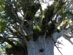 ワイポウワ国立公園に樹齢２０００年以上のタネマフタ（森の神）に会いに行く・・・・・・