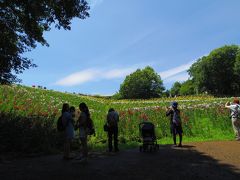 所沢ゆり園・・色とりどりのユリの丘に’ふっかちゃん’現れる！