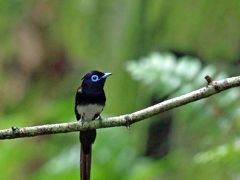 野鳥撮影記録（2016年６月⑦）