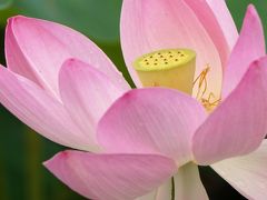 平池公園の大賀蓮と睡蓮