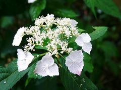 紫陽花　　ＩＮ　　平松緑地