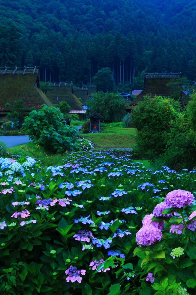 今週は京都北部の紫陽花めぐり。<br /><br /><br />南丹市　美山かやぶきの里<br />福知山市　丹州觀音寺（たんしゅうかんのんじ）<br />舞鶴市　舞鶴自然文化園