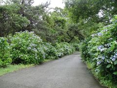 【大分県竹田市】くじゅう花公園【大分県玖珠郡】おいしいお蕎麦ランチ＜わいたの庄＞【大分県玖珠郡】ホタル祭り【大分県中津市】耶馬渓