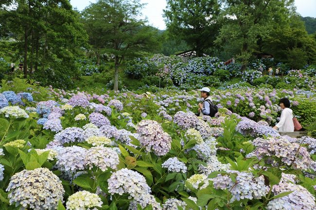 西日本の今年の梅雨は雨ばかり。<br />26日はひさしぶりに晴れるとのことで、梅雨の花、アジサイを愛でに舞鶴に出かけてきました。<br />舞鶴自然文化園のアジサイは思った以上にきれいで、出かけたかいがありました。<br />そのついでに、先月も出かけておいしかった岩ガキも食べようと、舞鶴港とれとれセンターにも立ち寄り、美味しいお魚をいただきました。<br />舞鶴自然文化園のアジサイは今月末までは満開、それ以降も7月中旬頃まで見られるとのことですので皆さん方もおでかけください。<br />舞鶴には大阪から車で２時間足らずで出かけられます。