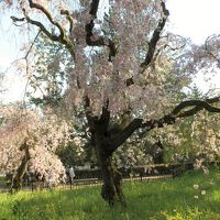 そうだ京都、行こう。桜めぐり 　・原谷苑　・仁和寺の御室桜　・京都御所「近衛桜」