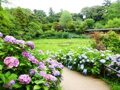 2016.6　松戸のあじさい寺でのんびり散歩