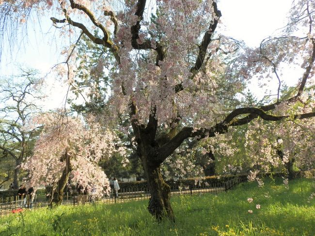 そうだ京都 行こう 桜めぐり 原谷苑 仁和寺の御室桜 京都御所 近衛桜 京都の旅行記 ブログ By ガッサンさん フォートラベル