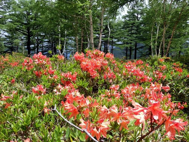 長野 湯の丸高原のレンゲツツジ 真田 東御 長野県 の旅行記 ブログ By ペコちゃんさん フォートラベル 長野 湯の丸高原のレンゲツツジ 真田 東御 長野県 の旅行記 ブログ By ペコちゃんさん フォートラベル