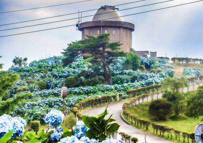 　紫陽花が綺麗だと　ネットで載っていたので　猪名川町に行ってきました。<br /><br />　天文台があったりと　素朴な　自然に囲まれた　地域です。<br /><br />　雨が　少し降りましたが　空いていて　落ち着いて　紫陽花を<br /><br />　見ることができ　帰りに　猪名川の　屏風岩も<br /><br />　見てきました。　鹿などがいる　のどかな　地域でしたので<br /><br />　ゆったりとしていて　お花も綺麗な時期で　雨に濡れていて　<br /><br />　鮮やかでした〜