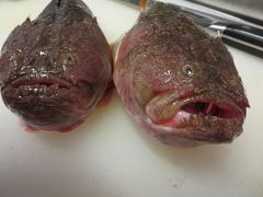 大阪湾で獲れる珍しい魚