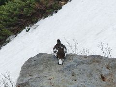 雷鳥に出会ったよ・室堂からアルペンルート後半