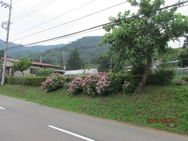 前々から行こう行こうと思っていて、なかなか行けなかった石老山。近くにあって、行こうと決めればすぐにも行ける山だが、足腰の衰えを感じ、僅か700m程度の山でも、踏み出せないでいた。最近になって、日々の精進の賜物か、一旦は弱った足腰も徐々に復調し、今では高尾山も難なく登れるようになった。先月は又、高尾〜城山を抜け、相模湖まで下山し、合計15キロ以上、総歩数で3万歩を超える今年最長の距離も歩き、いよいよ自信は高まった。<br /><br />既に梅雨入りしているが、今年は空梅雨で、雨の日が少ない。昨日の土曜日18日が好天で、前日までは行く積りでいたが、昨夜急な歯の不調で、朝から歯医者へ行くことになり、結局、半日潰れが1日潰れになって、登山は取りやめ、昨日程の好天ではないが、今日の日曜日、思い切って行くことにした。あれやこれや何かの理由をつけてぐじゃぐじゃしていると、何時まで経っても行けないことになる。決行は今日だ!<br /><br />石老山は高尾の次の駅、相模湖駅で下車。電車に乗ってしまえば1時間もかからない。駅を降りると三ヶ木行のバスが待っている。子供たちが沢山乗っていて、ほぼ満員状態。石老山手前の相模湖ランドへ行く親子連れだ。9時に自宅を出て10時半、石老山登山口のバス停で下車し、相模野の田園を歩き、山に向かう。里山は雨期のアジサイがあちこちで満開の花を咲かせている。又粒の大きな梅もたわわに実っている。収穫はこれからだ。正面に大きな山容が見える。この山に登るのも何年ぶりだろう。