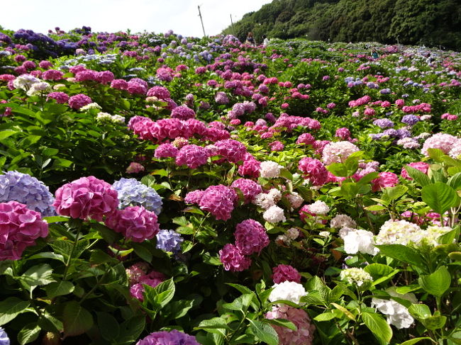 あじさいの一番きれいなポイントは、小高い丘一面に埋め尽くされたあじさいの花々ですね。<br /><br />花の房が大きくて、より立派な花で感動です。<br /><br />