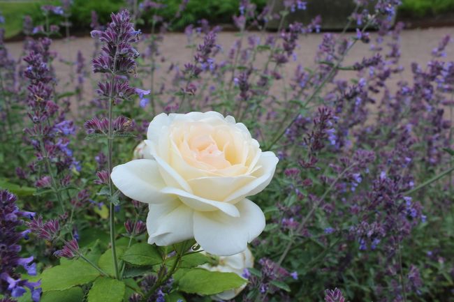 ヨーテボリ園芸協会公園のＲＯＳＡＲＩＥＴ（ばら園）は、７月初旬がベストシーズン！なので、<br />娘と薔薇鑑賞をすることに。<br />ＲＯＳＡＲＩＥＴは、モダンローズが集められたＲＯＳＯＶＡＬＥＮ、<br />オールドローズが鑑賞できるＲＯＳＰＡＲＫＥＮ、<br />スウェーデンの薔薇が植えられているＲＯＳＡＲＫＩＶＥＴに分かれていて、<br />夏になると１２００種以上の薔薇が咲き乱れる。