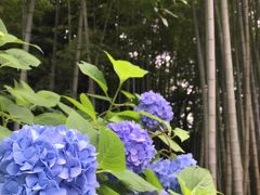 鎌倉・しっとり美しい梅雨の紫陽花