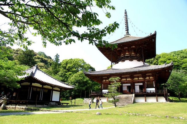 新義真言宗総本山の根来寺を参拝してから、緑化センターのバラを観賞しました。<br /><br />覚鑁（かくばん）上人により開創された新義真言宗の総本山です。<br />開創以来約９００年の伝統がある古刹です。<br />かつては大きな勢力を誇った根来寺ですが、豊臣秀吉の根来攻めによって、国宝の大塔や大師堂などの少数の堂塔を残し、全山焼失したとのこと。<br /><br />その後しばらく復興を許されませんでしたが、やがて紀州徳川家の外護を受けて、大門・伝法堂・不動堂など主要な伽藍が復興され、また、東山天皇より覚鑁上人に「興教大師」の大師号が下賜されました。<br />