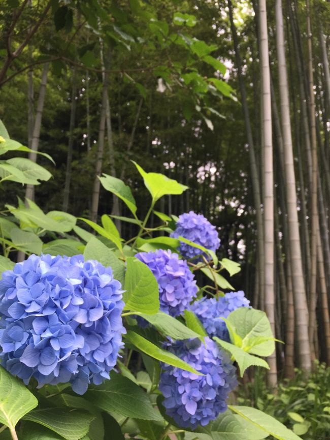 いつも一年に一度のペースで遊びに来てくれる、中学校の同級生のリクエスト「鎌倉の紫陽花を見に行きたい！」。<br />そう言えば、関東に暮らしていながら、しかも鎌倉が好きで何度も訪れているのに、梅雨の季節を知らないなと…。<br />じゃあ、鎌倉へ行こう！ということで、私の地元から新幹線で遥々やってきた友人を新横浜まで迎えに行き、その足で梅雨の鎌倉まで大人の遠足へ行ってまいりました。<br /><br />新しく購入したNikon1j5の練習にはもってこいだと思っていたのに、すっかり自宅に忘れてくる始末。。。ほんと私って抜けてるんだな〜。<br /><br /><br />