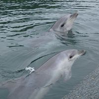 伯方島のイルカに会いに行こう♪～久しぶりのしまなみ海道ドライブ～