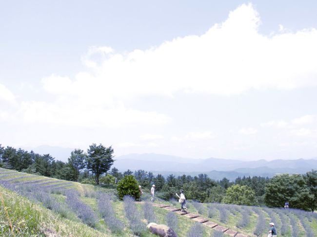 ラベンダーが可愛らしい紫の花を咲かせるこの時期、大分県の「県民の森平和森林公園」のラベンダーの丘ではラベンダー祭りが開催されます。<br />「無料刈り取り体験」の新聞記事を読んで、ジメジメ鬱陶しい梅雨時期、リラックス効果のあるラベンダーを求め早速行って来ました。<br /><br />写真は梅雨の晴れ間のラベンダー畑<br />