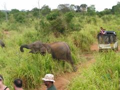 インド洋に光り輝くスリランカへ・野生のゾウに会いにハバラナのフルル・エコ・パークへ