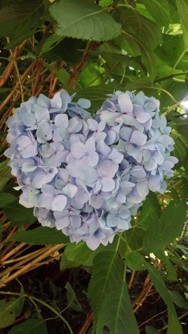 今年はあじさいの開花が早く、あじさいの時季には少し遅くなった感はありましたが、休みが取れたので鎌倉へ。<br />ハートのあじさいにも出会えて良いことあるかなぁなんて思いつつ、いつものように食べ歩きをしてきました。<br />梅雨の中休みで晴れてすごく暑い一日でしたが、歩いて食べてまた歩く…鎌倉の駅周辺の観光が中心ですが、楽しい時間を過ごせました。