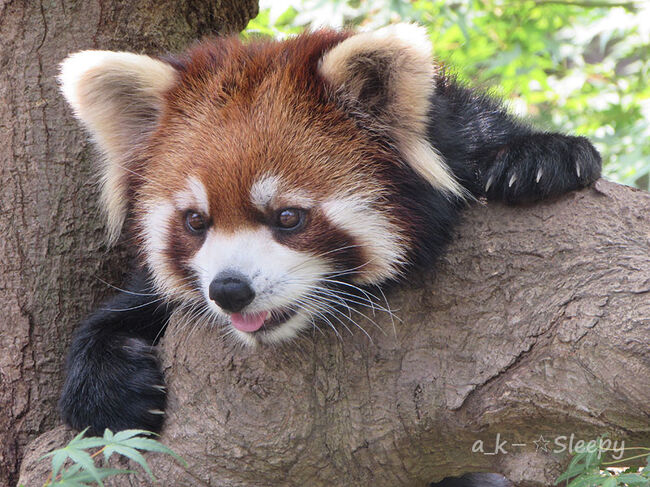 カワウソは流れていなかった　≪2015/8/8≫