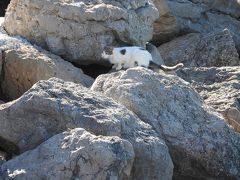 猫探し【スペイン（イビサ島・Ibiza Is.）編】