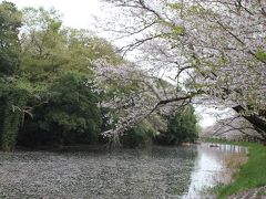 つくばの桜