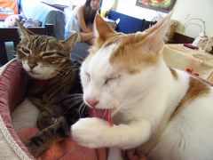 台湾人の友人がやってきた！香港2★猫カフェで猫たちに癒される　～阿猫地攤～