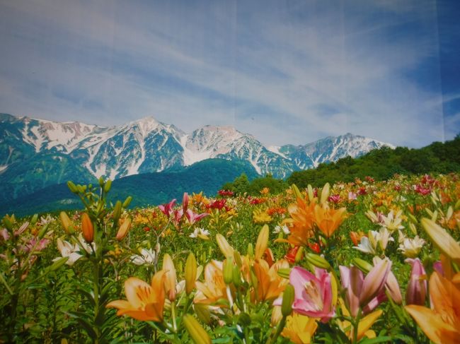 7月１日から今年の夏営業を開始した岩岳ゆり園。<br /><br />現在、白馬村民ゴンドラ無料利用期間なので、<br /><br />休みを利用してゆり園とゴンドラを利用して上部を散策しようと、<br /><br />前日からうきうきとお弁当を準備してましたが、<br /><br />当日は朝からあいにくの雨。。。<br /><br />途中降り止むかなと10時頃まで待ちましたが、弱い雨が降り続きます。<br /><br />お腹もぐ〜と鳴ったので、とりあえず山頂でお弁当を食べようと、向かうことにしました。