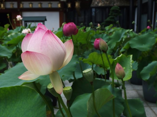 川村悦子展を鑑賞後、西国三十三か所札所中山寺へ。