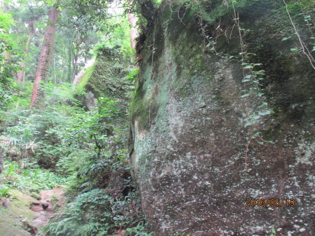 高尾山の麓に建つ精神病院と同じように、ここ石老山の麓にも同じような病院が建っている。人里離れた場所に建っているそれなりの理由、事情があるのだろう。その相模湖病院の駐車場を過ぎると、顕鏡寺の参道ながら、本格的な山道になる。<br /><br />石老山は残念ながら田中澄江の花の百名山には選ばれていないが、里山の特徴も備え四季折々の草花を楽しむこともできる。その参道の入り口には、この山で見られる山野草のカラー写真が３０種類程のパネルになって掲示されている。知っている名前の花もあるが、多くは殆ど知らない名前の花だ。何回見てもとても覚えきれないもので、直ぐに忘れてしまう。花も、花の名前も自分にとってははかないものに違いない。<br /><br />その百花に比べ、この山を特徴付けるのは、巨岩、巨石だ。石老山という山の名前は、これ等巨岩から由来している。百花のカラーパネルの横には、この山の巨岩の来歴が遠慮深げに記載されている。その解説によれば、これ等巨岩は６００万年以上前に３０００ｍを超える深い海底で形成され、造山運動で地表に姿を現し、現在の光景になった、とのことである。<br /><br />日本列島が出来る遥か遥か以前のずっと昔に深い海の底でできた岩石。巨岩の間を歩いているだけで、深いスピリットを感ずる。どんな造山運動で、３０００ｍもの深い地底から浮かび上がってきたのか・・。それを更に押し上げて７００ｍもの山を形作っている。・・だが８０００ｍを超えるエベレストにしても、造山運動で地底の底から押し上げられたのだ・・。６００万年と言う時間を縮めれば、この山は凄いダナミックな動きをしてきたのだろう・・<br /><br />自宅の庭の雪ノ下は既に２か月以上も前に花を終わらせているが、この山の雪の下は今が満開だ。参道の両側に、白い可憐な花を咲かせている。巨岩の下の薄暗い斜面にポッと色白の花の群落が見えると、恰もそれが残雪のように見えなくもない。里はもう夏だと言うのに、この巨岩に覆われたうす暗い参道はまだひんやりとした空気に覆われ、夏は２月も後からやってくる。病院の駐車場を登り始めてから約２０分、前方に顕鏡寺の鐘撞堂が見えてきた。この石段を登り切れば、もう寺だ。