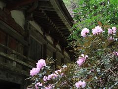 うるわしの奈良　ひとり旅　（２）シャクナゲ咲く室生寺