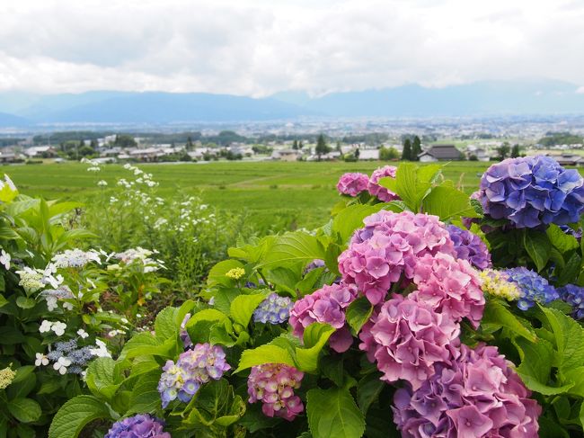 久しぶりのおでかけ。<br />紫陽花を見に、松本の弘長寺と法船寺へ。<br />雨予報だったので、しっとりを期待していたら微妙な曇り。<br />しかも極暑・・・<br /><br />けれど、予想以上の紫陽花にびっくり！<br />とってもきれいでした♪