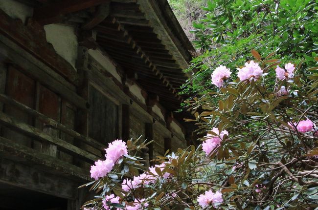 うるわしの奈良　ひとり旅　（２）シャクナゲ咲く室生寺