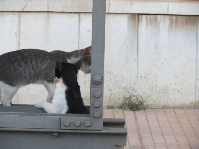 　カルタヘナはムルシアの南50 kmくらいの所にある都市です．なお，生物の多様性条約である「カルタヘナ議定書」が結ばれたのは「コロンビア」のカルタヘナで，こことは関係ありません．ただ，ムルシア地方のカルタヘナが世界的に有名なのは，ハンニバルが第２次ポエニ戦争で，アルプス越えをやってのけた時にローマへの侵攻の出発点になったのが，当時はカルタゴ・ノヴァと呼ばれていた，今のカルタヘナだったそうです．<br />　カルタヘナ自体はハンニバルよりはるか昔の紀元前8世紀頃には既にフェニキア人の街として栄えていたようで，その後ローマ時代やイスラムによる統治を経て，レコンキスタで再び現在のカルタヘナの土台ができ，近年では人民戦線とフランコ将軍が戦ったスペイン内戦の際に軍港があったために戦場になるなど，激動の歴史を刻んできた街でもあります．<br />　そのため，旧市街は至る所に遺跡があり，ヨーロッパを中心に観光客も数多くやって来ます．けれども，通常の日本のツアーには入っていないため，東洋系の旅行者を見かけることは殆どありませんでした．<br />　今回はカルタヘナの遺跡を中心に紹介したいと思います．<br />　