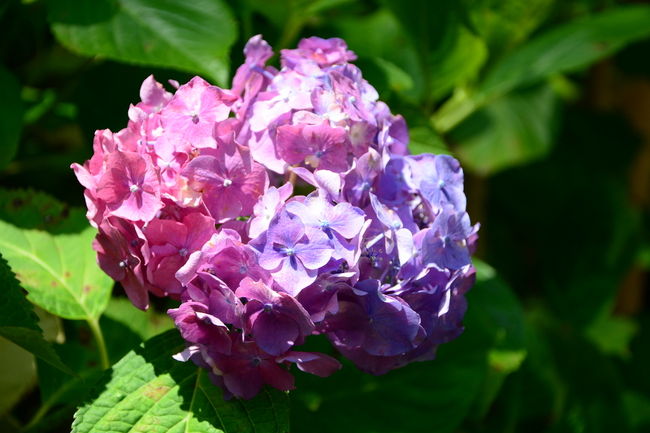 三室戸寺の紫陽花と蓮に参ります。<br />京都でも有数の紫陽花苑には約10000株の紫陽花が咲き誇ります。<br />そのぶん人も多いです。<br />ではごゆっくりどうぞ!