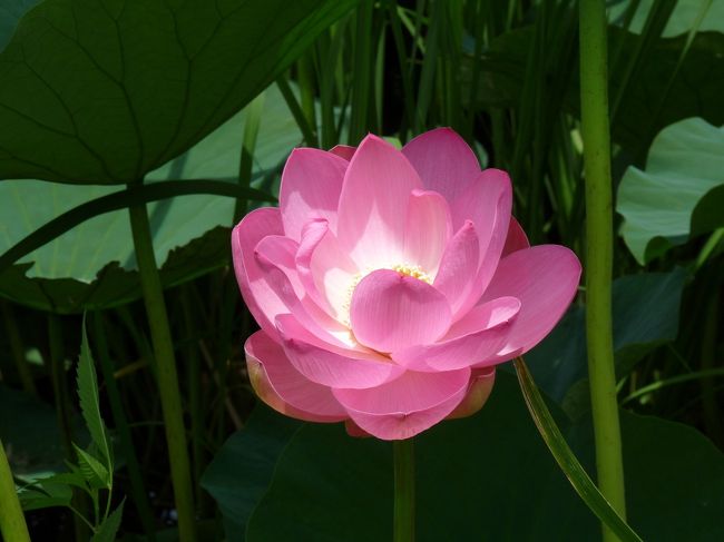 先日、花菖蒲を見に行ったつつじが岡第二公園の東に広がる「城沼」には、７月になると花ハスが咲くらしいということを聞いたので、花ハスまつりが始まる７月１０日を待てずに、青空に背中を押されて、出かけてみました。<br /><br />しかし、沼を一周してみましたが、沼のどの場所にも、花ハスはほとんど咲いていませんでした。<br />そして、花が咲いたとしても、沼の周囲の遊歩道と沼との間には背の高い草（ヨシ？）が繁っていて、花を近くで見ることはほとんどできません。<br />でも「花ハスまつり」の期間中は花ハス遊覧船が運航され、ハスが繁っている間をクルーズして、触れるほどの距離で花を楽しめるそうです。