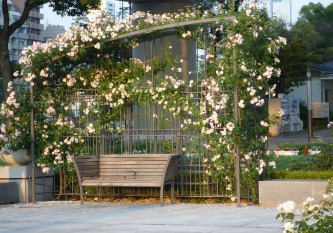 私が大好きな大阪のスポット中之島公園。<br />５月は春のバラ、10月は秋のバラが素敵です。<br />平日の午後に友人Ｄ子と待ち合わせて、<br />ランチ→カフェでケーキとお茶→バラ園散策と楽しんできました♪<br />中之島公園はその名の通りに、大阪市の中之島にあたります。<br />たくさんの橋がかかり、いろいろな名所もたくさんあります。<br />「大阪」というと、東京のマスコミの悪意によって「通天閣」や「グリコサイン」周辺を映します。<br />しかし、本当の大阪は中之島にあると大阪人は思っています。<br /><br />今度、大阪にお越しになったらこの辺りを散策してみてください。<br />素敵な１日を過ごせますよ。<br /><br />写真は中之島公園のバラ園のベンチです。<br />ここのバラは立体的＆バラに接近できるように公園を改良してあります。<br />女性グループやカップル、仕事の合間にサラリーマンが立ち寄ったり、<br />写真愛好家のおじさんなど美しいバラを楽しんでいました♪<br />