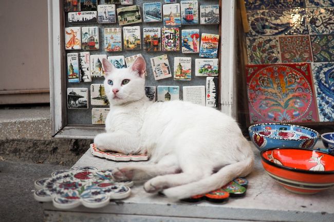 ねこ旅・トルコ旅行 <イスタンブール>4日目