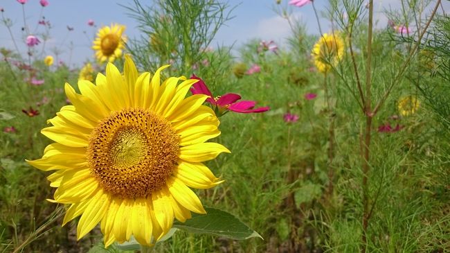 6月に行った笠岡ベイファームに、再び行ってみました。<br />６月の訪問時には、ひまわりの開花がいまいちでしたが、今回はまあまあ開花してました♪<br /><br />かなりの暑さの中、歩き回ったので、汗だくでした。<br /><br />でも、コスモスとひまわりのコラボが見れたのは、うれしい！