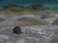 お盆に行くケラマ　渡嘉敷島③