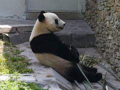 はたして、四川省に長期滞在できるか？（3）臥龍中華大熊猫苑 神樹坪基地