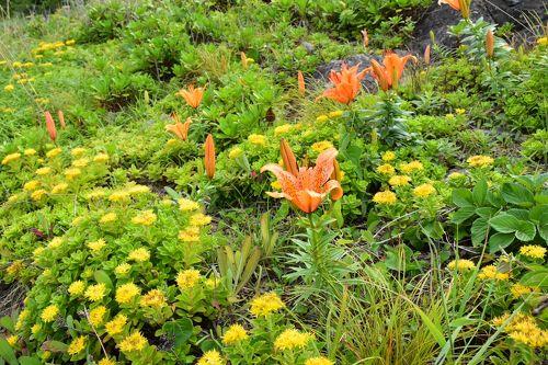 紺碧の海と夏の花が美しい種差海岸−後編(青森県八戸市)』八戸 紺碧の海と夏の花が美しい種差海岸−後編(青森県八戸市)』八戸