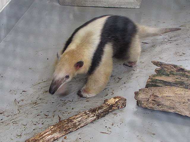 ミナミコアリクイのちびっこ≪野毛山動物園≫