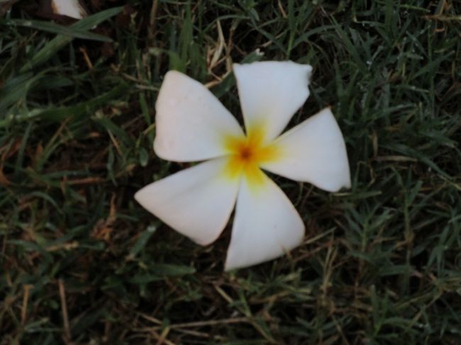 ホノルルで見かけた花鳥風木昆虫